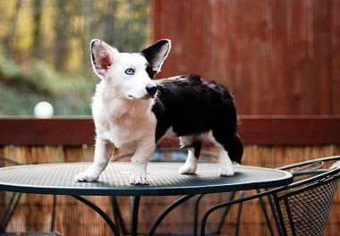 Welsh Corgi Cardigan