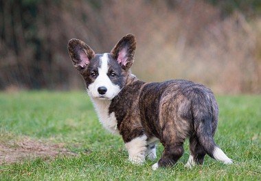 Welsh Corgi Cardigan