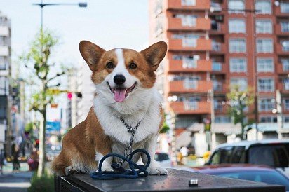 Welsh Corgi Pembroke