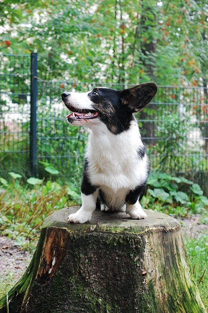 Welsh Corgi cardigan on stump