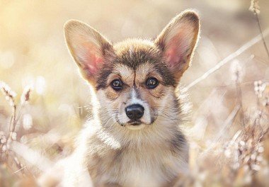 Welsh Corgi Cardigan