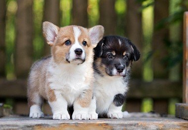 Welsh Corgi Cardigan