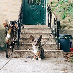 Welsh-Corgi Cardigan