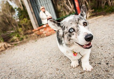 Welsh Corgi Cardigan