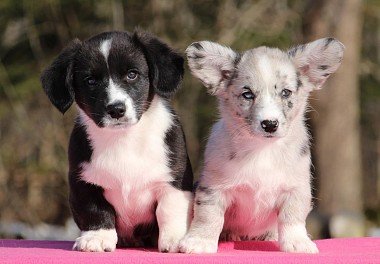 Welsh Corgi Cardigan