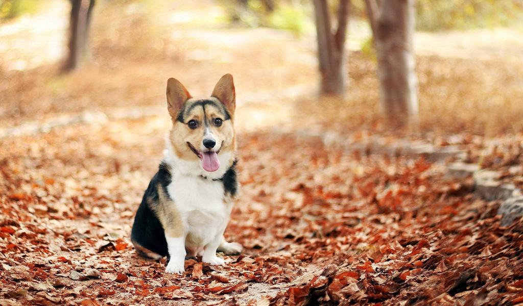 Welsh Corgi Cardigan