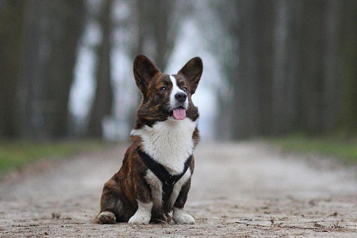 Welsh Corgi Cardigan