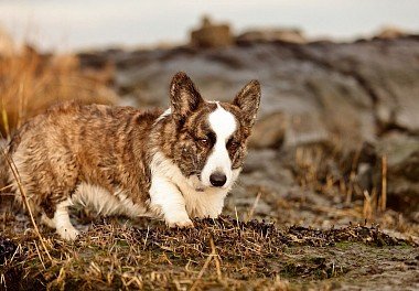 Welsh Corgi Cardigan