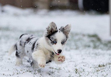 Welsh Corgi Cardigan