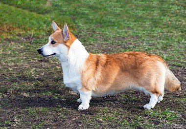 Welsh Corgi Cardigan