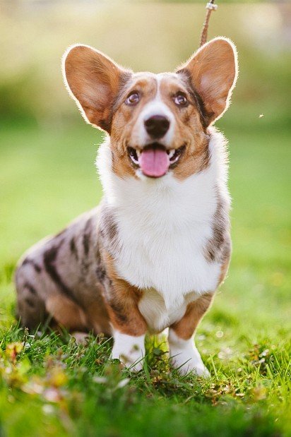 Welsh Corgi Cardigan