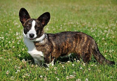 Welsh Corgi Cardigan