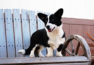 Welsh Corgi Cardigan