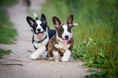 Welsh Corgi Cardigan Puppies