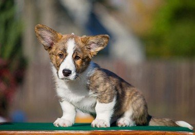 Welsh Corgi Cardigan