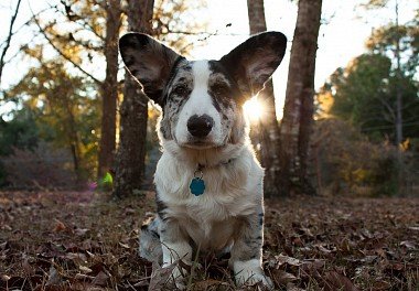 Welsh Corgi Cardigan