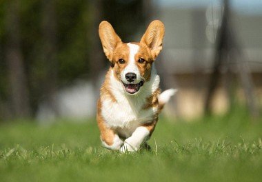 Welsh Corgi Cardigan