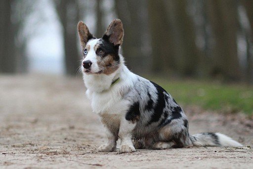 Welsh Corgi Cardigan