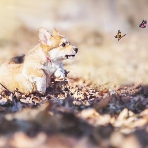 Welsh Corgi Cardigan