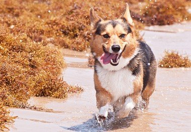 Welsh Corgi Cardigan