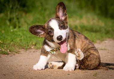 Welsh Corgi Cardigan