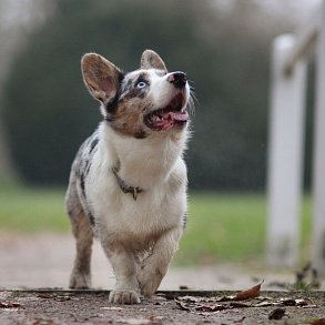 Welsh Corgi Cardigan