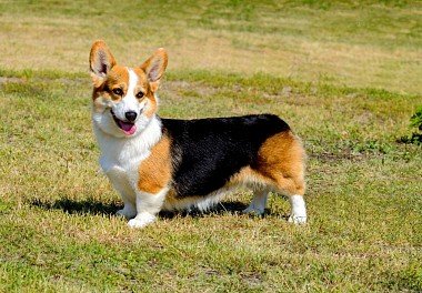 Welsh Corgi Cardigan