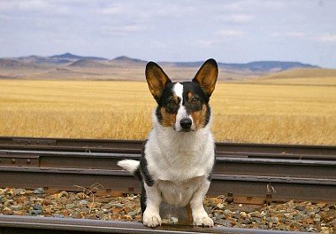 Welsh Corgi Cardigan