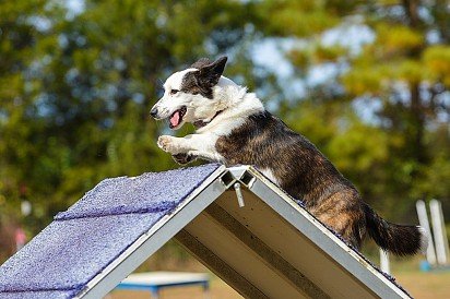 Training a Welsh Corgi Cardigan