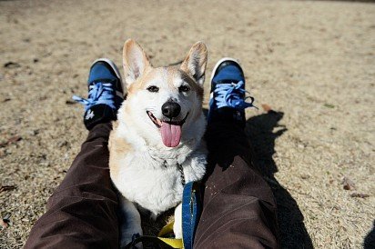 Welsh Corgi Pembroke