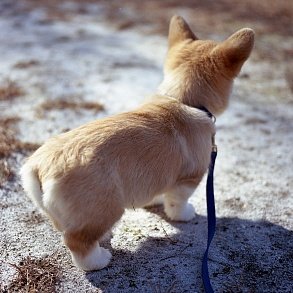 Welsh Corgi Pembroke