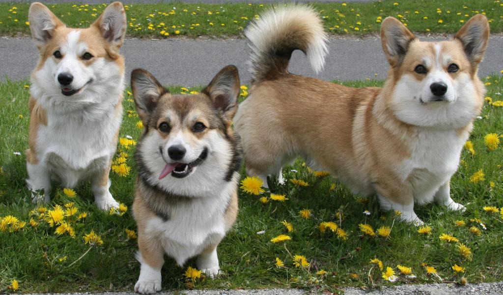 Pembroke Welsh Corgi