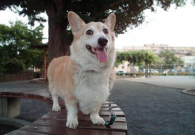 Welsh Corgi Pembroke