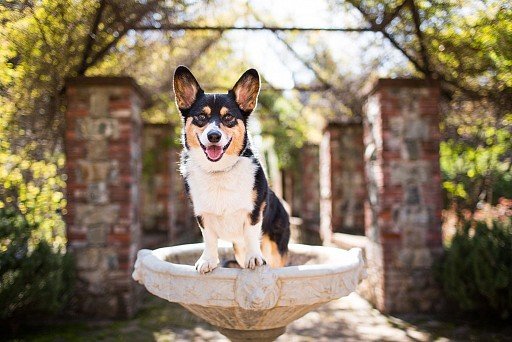 Welsh Corgi Pembroke