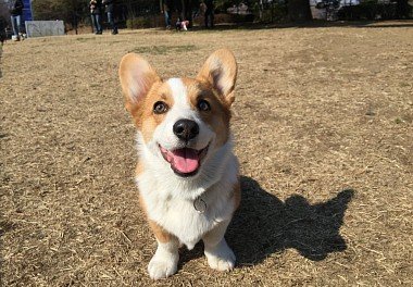 Welsh Corgi Pembroke