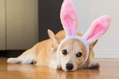 I'm not a corgi, I'm a bunny