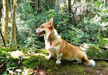 Welsh Corgi Pembroke