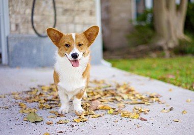 Welsh Corgi Pembroke