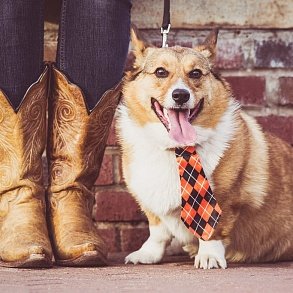 Welsh Corgi Pembroke