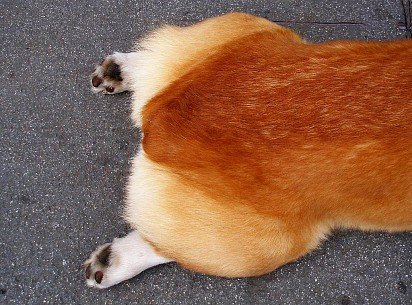 Corgi hind legs