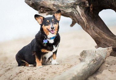 Welsh Corgi Pembroke