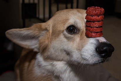 Pembroke Welsh Corgi