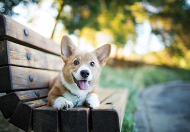 Welsh Corgi Pembroke