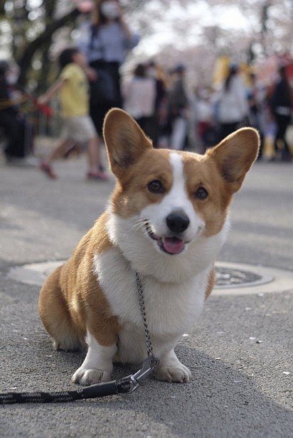 Welsh Corgi Pembroke