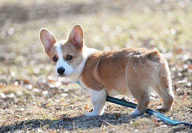 Welsh Corgi Pembroke