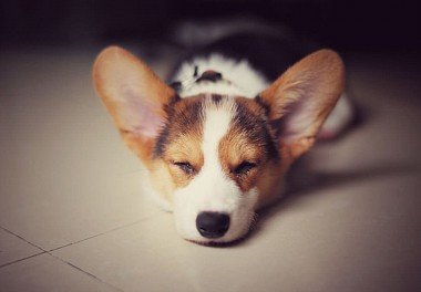 Welsh Corgi Pembroke