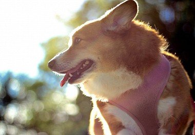 Welsh Corgi Pembroke