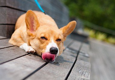 Welsh Corgi Pembroke