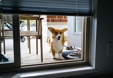 Welsh Corgi Pembroke