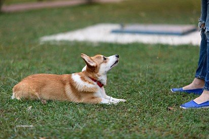 Welsh Corgi Pembroke